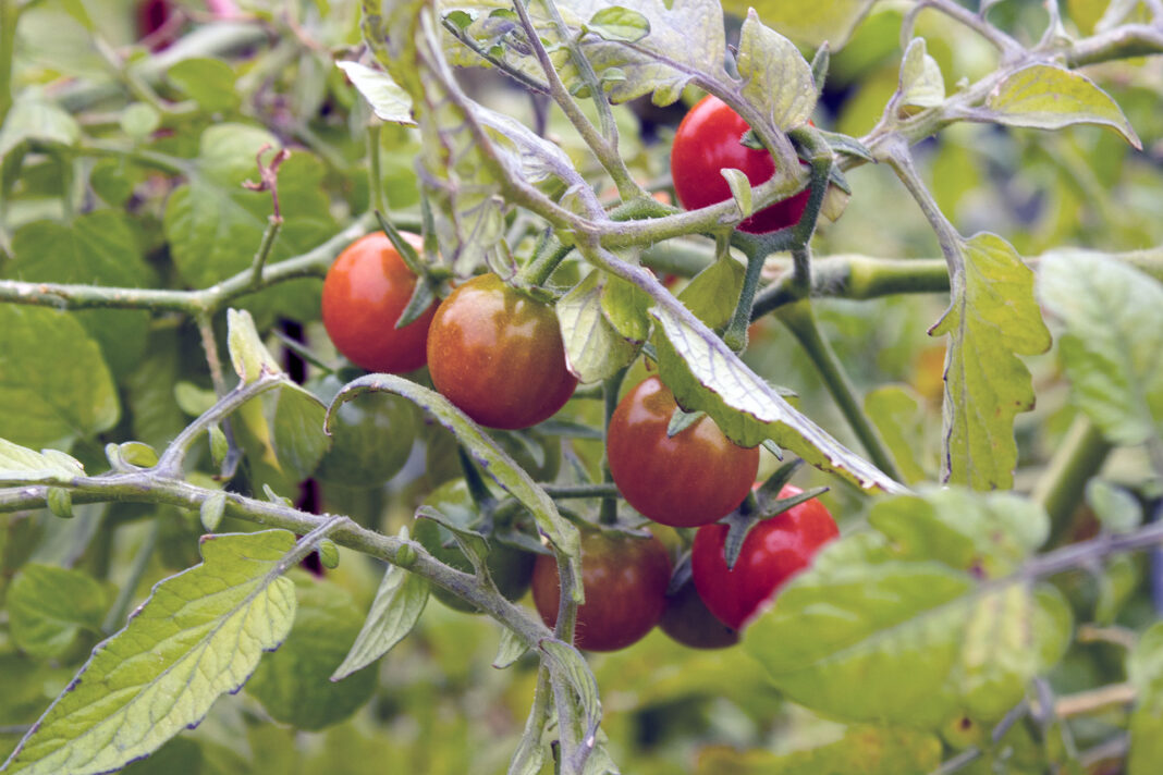 Close up of tomatoes maturing on a tomato plant