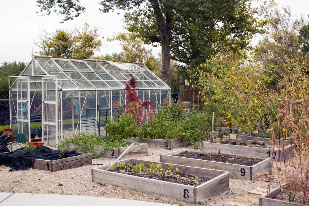 Plants growing in garden area with a greenhouse and planter boxes