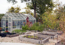 In photos: Fall Garden Party celebrates successful growing season Plants growing in garden area with a greenhouse and planter boxes