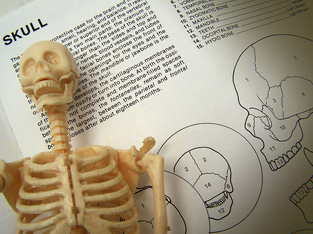 Science Resource Center a lifesaver for many Anatomy skeleton