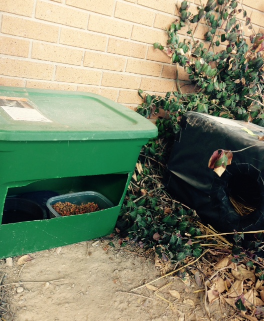 Organizations join forces to treat and release cats roaming SLCC campus Cat shelter at Redwood Campus