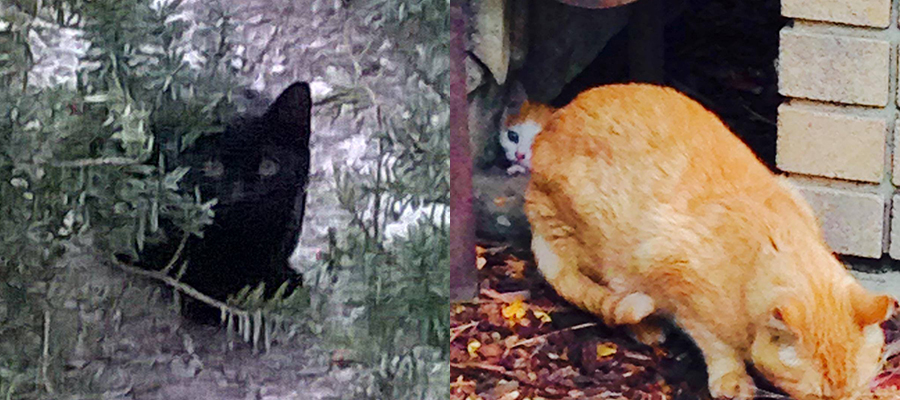 Petition draws attention to community cats at Taylorsville Redwood Campus Left: a black cat; right: a feral cat with kitten
