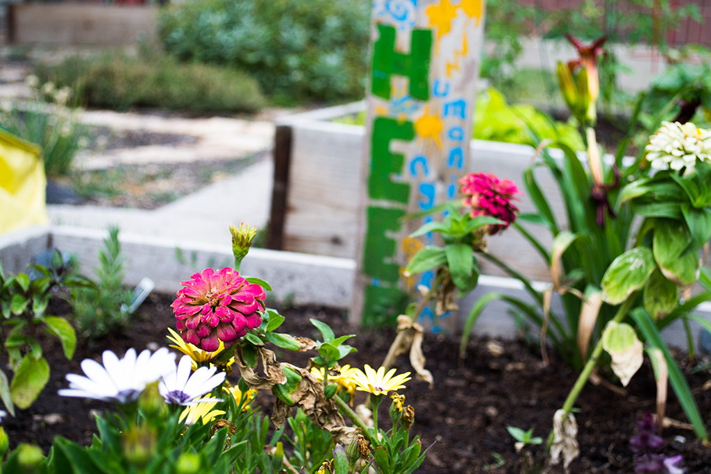Community garden unites SLCC Flowers in the Community Garden