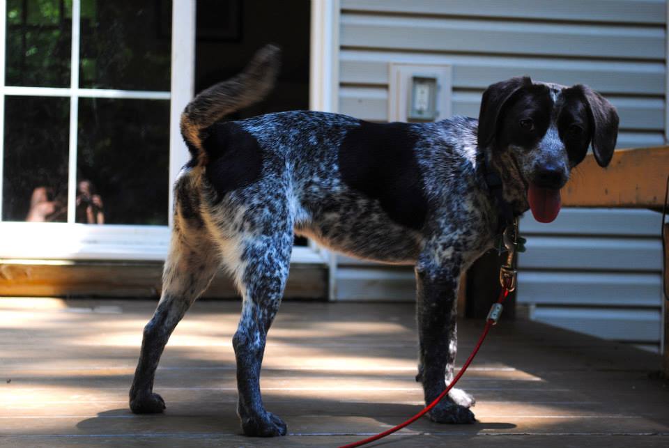 Service dogs, or super heroes?