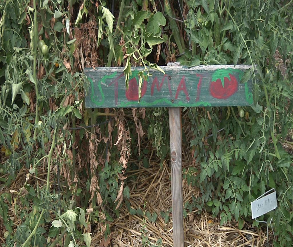 Tomatoes, pesto and bread are a ‘SLICE’ of life in the community A tomato garden sign at Wasatch Community Gardens.