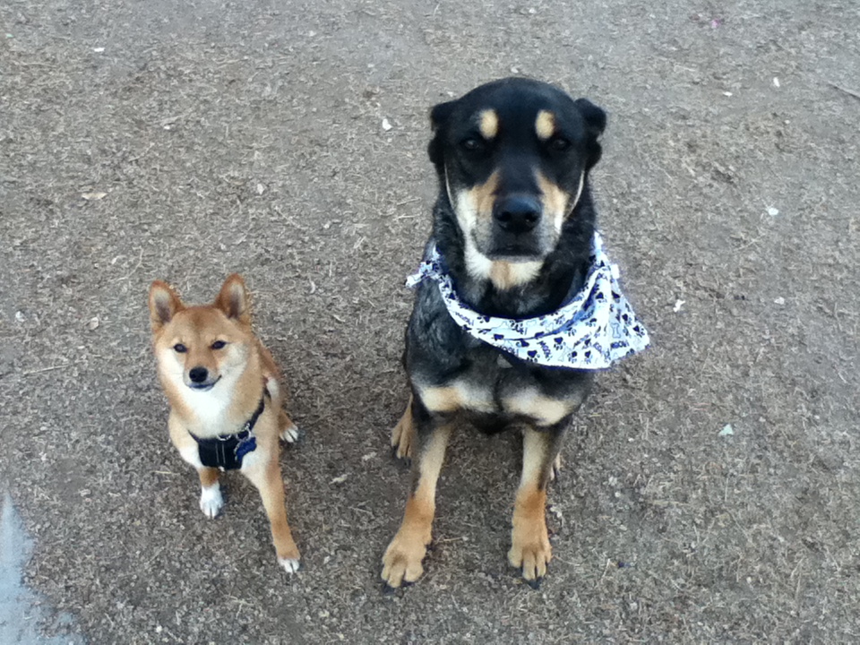 Another Wacky Wednesday: Mutt’s Day 2 dogs at a dog park