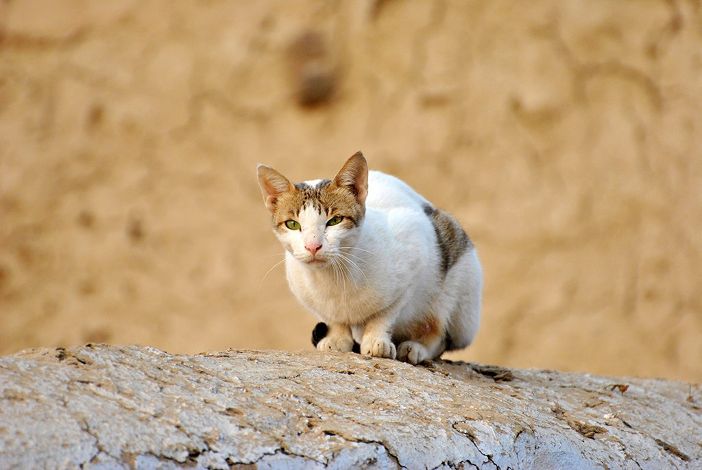 Another Wacky Wednesday: National Feral Cat Day Feral cat in the wild