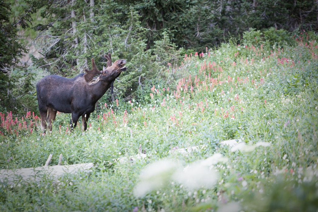 Top 5 hikes in the Wasatch Bull Moose at Mt. Timpanogos