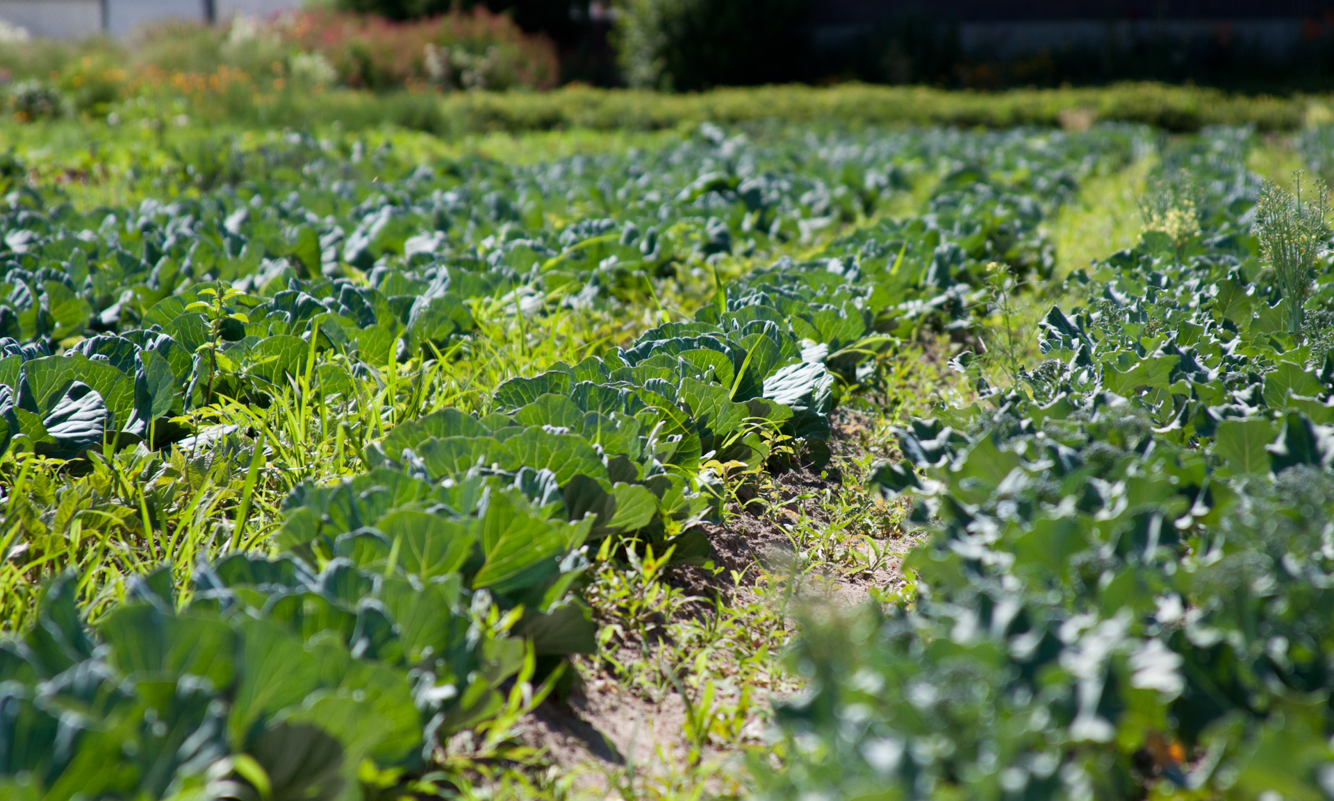 Local Lowdown: It’s all green here Bell Organic field in Sandy