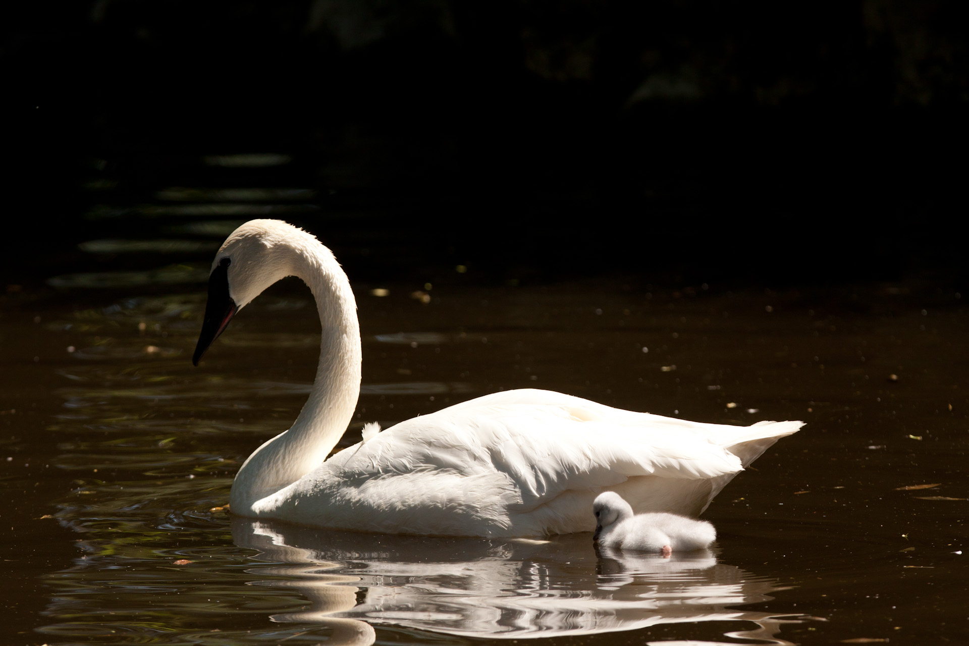 Local Lowdown: Fly on over Swan and cygnet